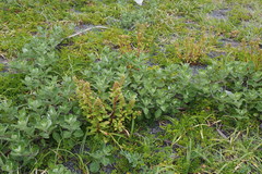 Lysimachia mauritiana