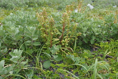 Lysimachia mauritiana