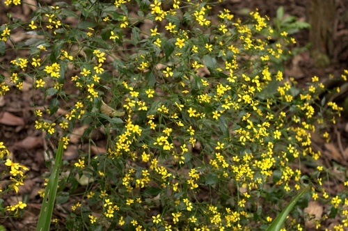 Bidens cervicata observed 2018-05-23