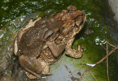 Bankor Toad photo 4