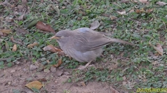 Argya striata