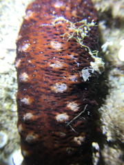 Holothuria poli