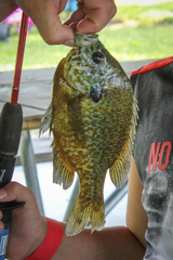 Lepomis gibbosus × macrochirus