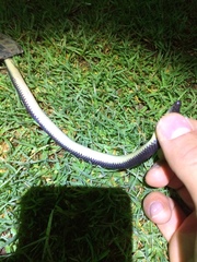 Geophis brachycephalus