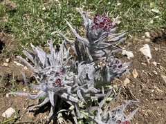 Cynoglossum magellense