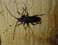 Ropalopus macropus