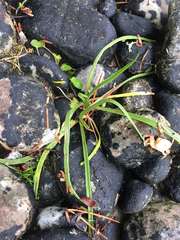 Plantago maritima juncoides