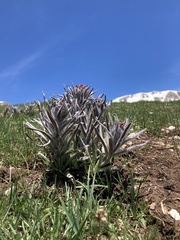 Cynoglossum magellense
