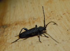 Ropalopus macropus