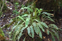 Elaphoglossum paleaceum