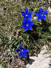 Gentiana verna
