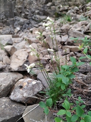 Silene paucifolia