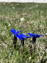 Gentiana verna