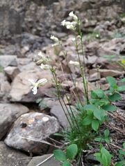 Silene paucifolia