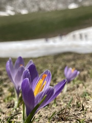 Crocus neapolitanus
