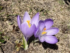 Crocus neapolitanus