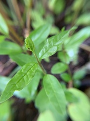 Polygala senega