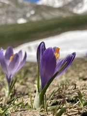 Crocus neapolitanus