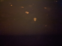 Rhizostoma pulmo