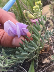 Lathyrus pauciflorus utahensis