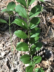 Lithospermum tuberosum