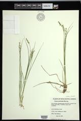 Carex echinata echinata