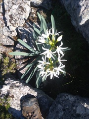Pancratium illyricum
