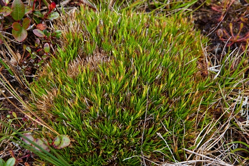 Oreobolus furcatus