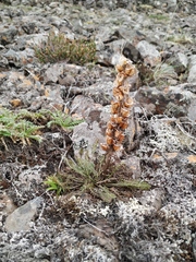Pedicularis alopecuroides
