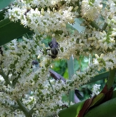 Bombus impatiens image