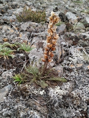 Pedicularis alopecuroides