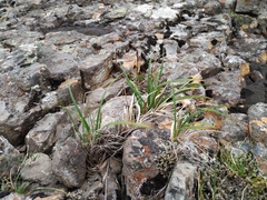 Carex bigelowii arctisibirica