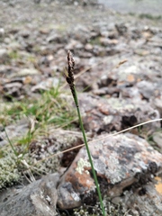 Carex bigelowii arctisibirica