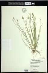 Carex echinata echinata