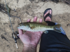 Micropterus warriorensis