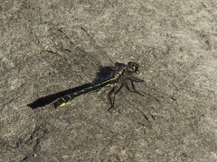 Phanogomphus borealis