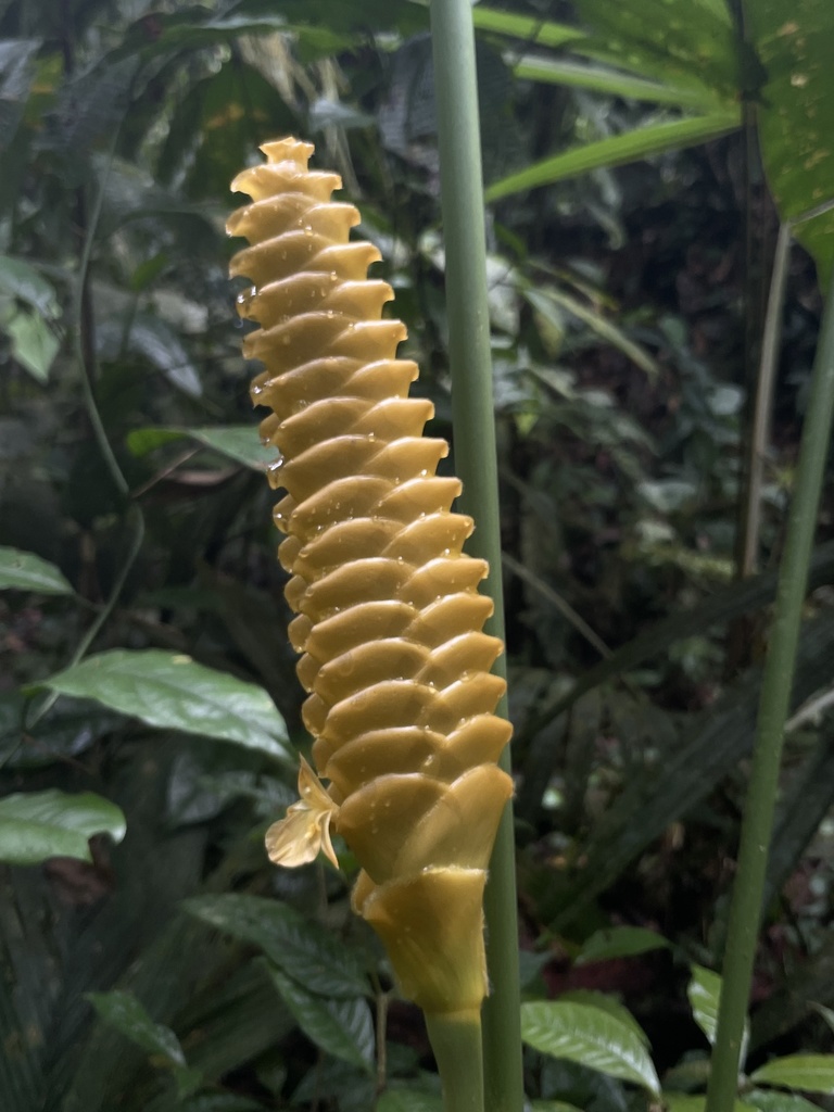 Calathea similis