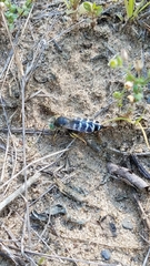 Bembix americana spinolae