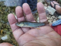 Fundulus catenatus