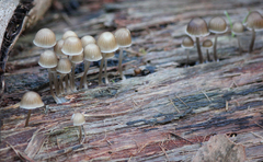 Mycena subgalericulata