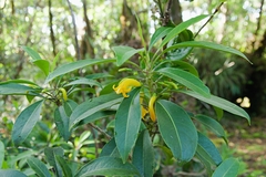 Scaevola glabra