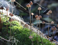 Mycena cystidiosa