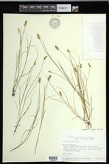 Carex echinata echinata