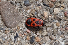 Pyrrhocoris apterus