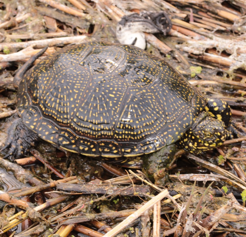 European Pond Turtle in May 2022 by Tamás Klózer · iNaturalist