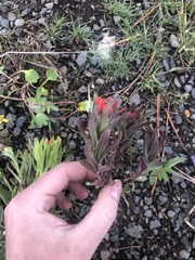 Castilleja hispida hispida
