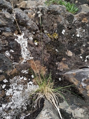Festuca brachyphylla