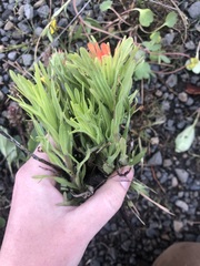 Castilleja hispida acuta