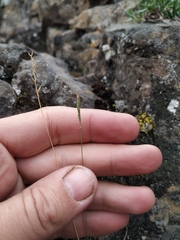 Festuca brachyphylla