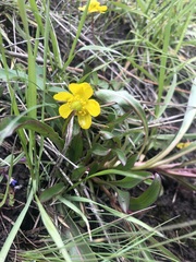 Ranunculus glaberrimus